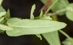 False spotted St. Johnswort